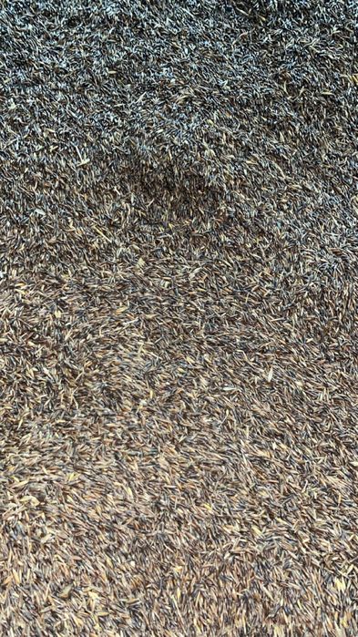 Czarny owies. Gniady