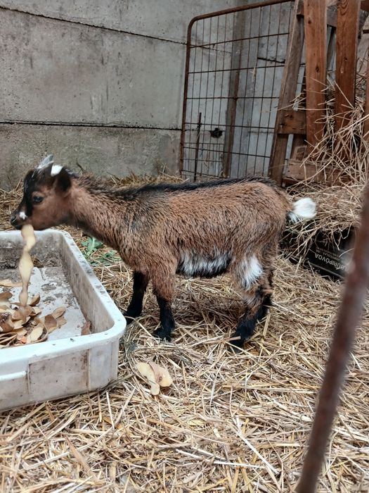 Cabrito micro anão