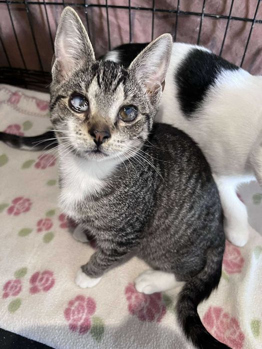 SERNIK I SZARLOTKA - brzydkie małe kotki :(