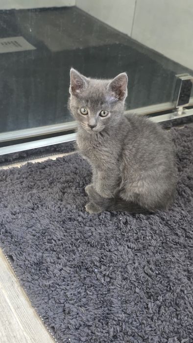 gatinho macho bebe para adocao