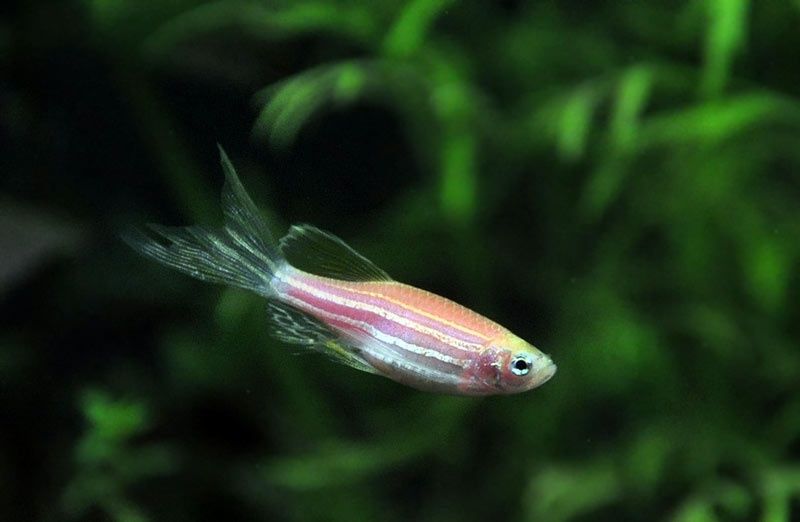 Danio pręgowane mix