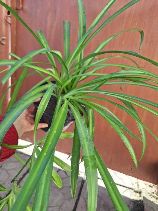 Хлорофітуми трьох видів