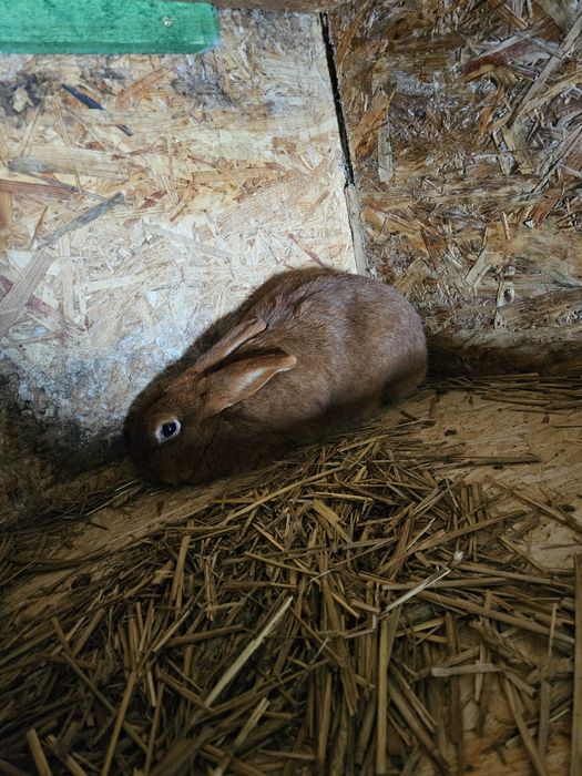 Królik nowozelandzki