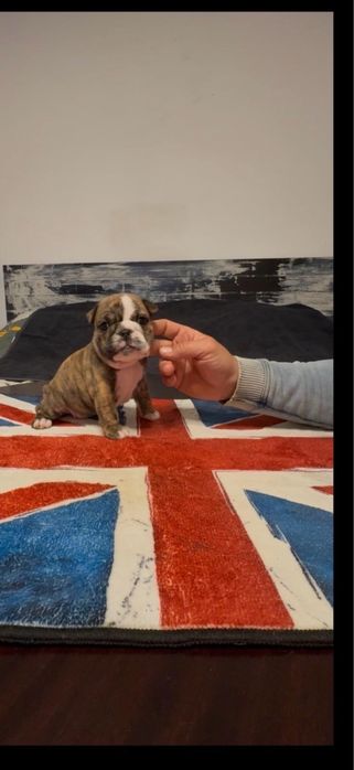 Bulldog Ingles c/Lop