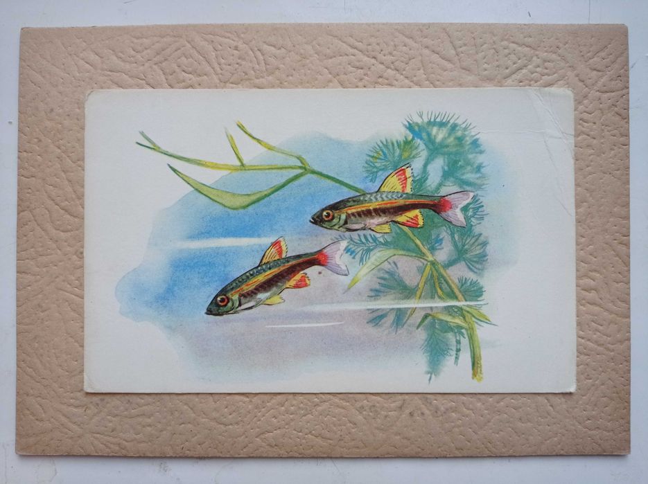 Вінтажний набір листівок з рибами