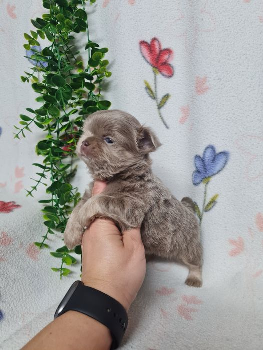 Excelente menino mini chihuahua/chiuaua linhagem Russa.Qualidd