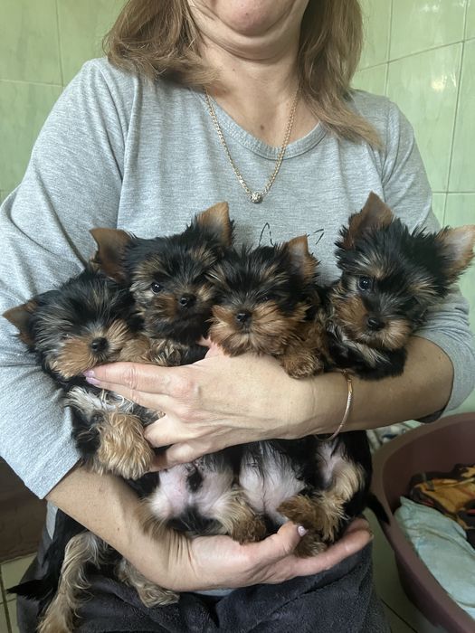 Продаж йокшерських терьерів