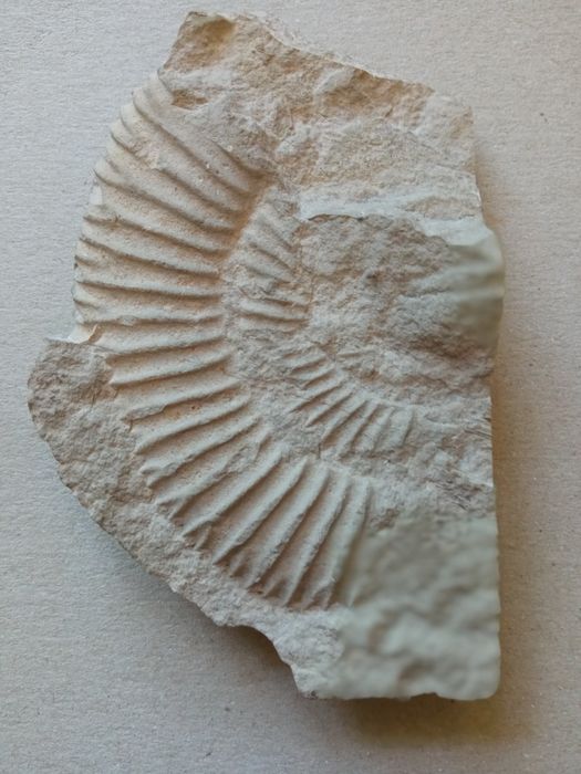 Amonit i odcisk amonitu w skale