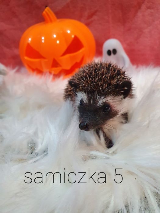 Jez jeżyki jeżolki jeż pigmejski jez afrykanski