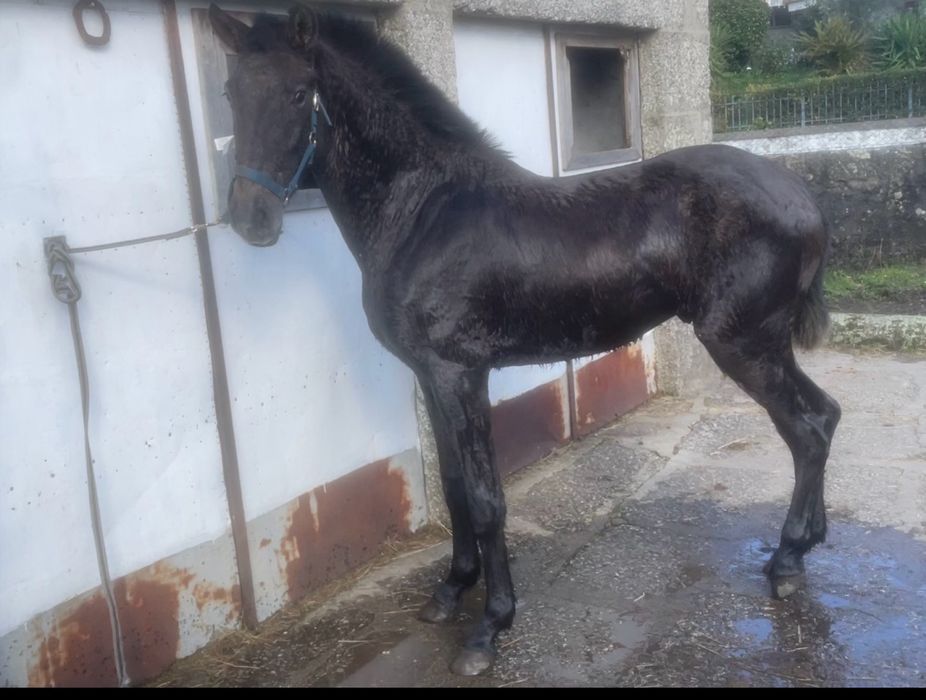 Poldro cruzado lusitano