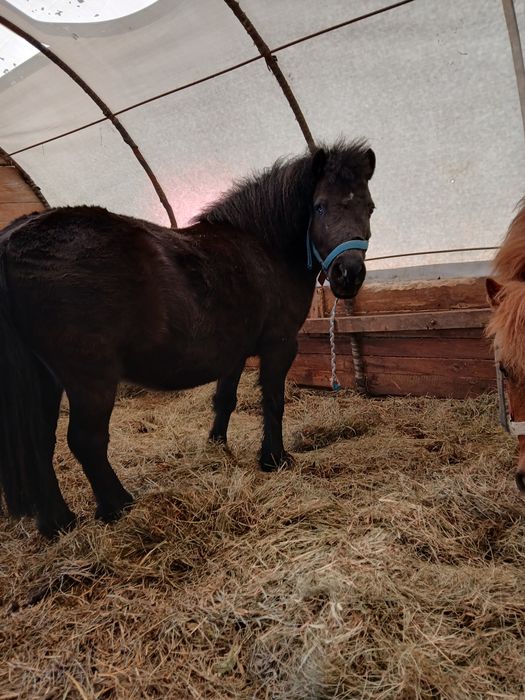 Kucyk  klacze kucyki wałach