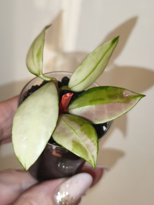 Hoya Walliniana Variegata