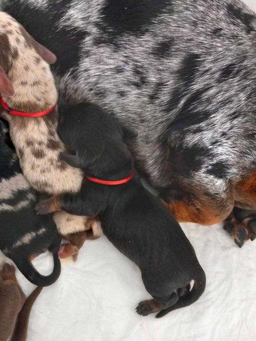 jamnik krótkowłosy króliczy FCI ZKwP o/łódzki