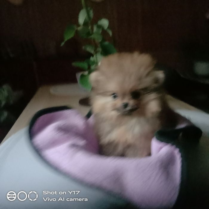 Хлопчик-міні.Плмеранськиц шпіц.