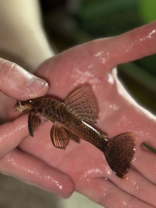 Месеносець , анциструси , та інші