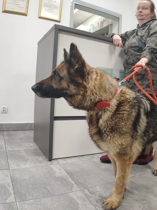 Tycia sunia owczarka szuka domu