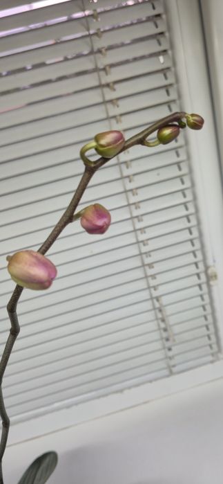 Сортовая орхидея