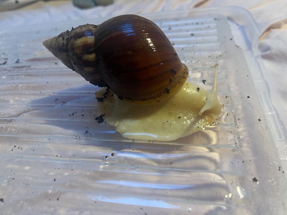 Ślimaki afrykańskie L.Fulica