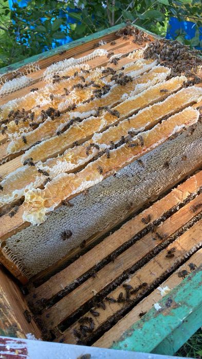 Продам бджоло сімї, бджолопакети