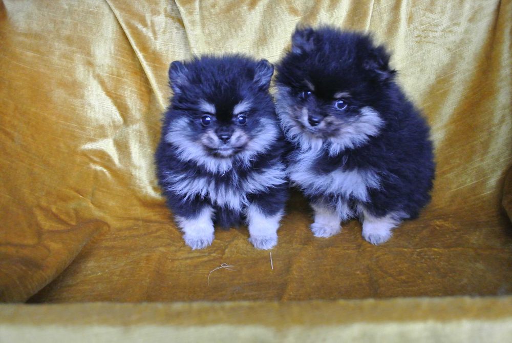 Pomeranian szpic miniaturowy