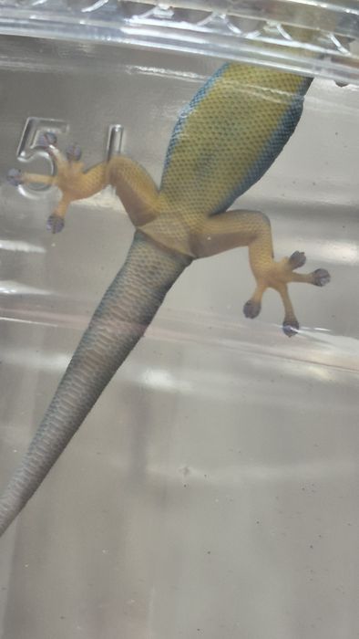 Młody Samiec L.w (electric blue day gecko)- OPIS