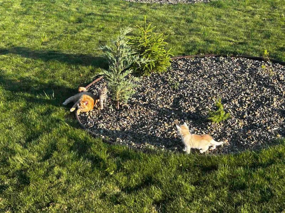 Кошенята шукають господарів