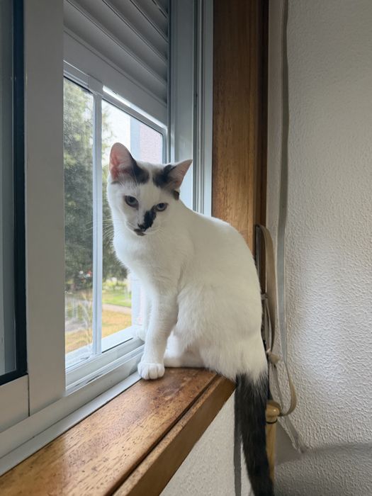 Gatinho para adocao
