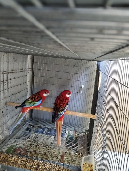 Casal adulto roselas