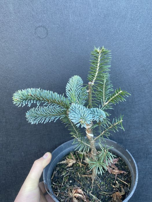 Хвойні на штамбі