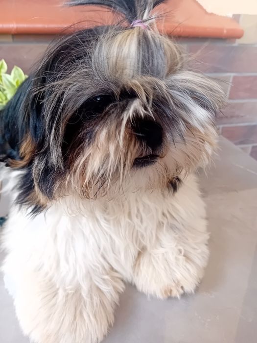 Shih-tzu sprzedam