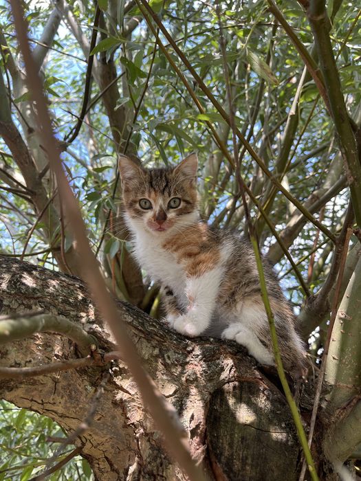 Kotki do adopcji