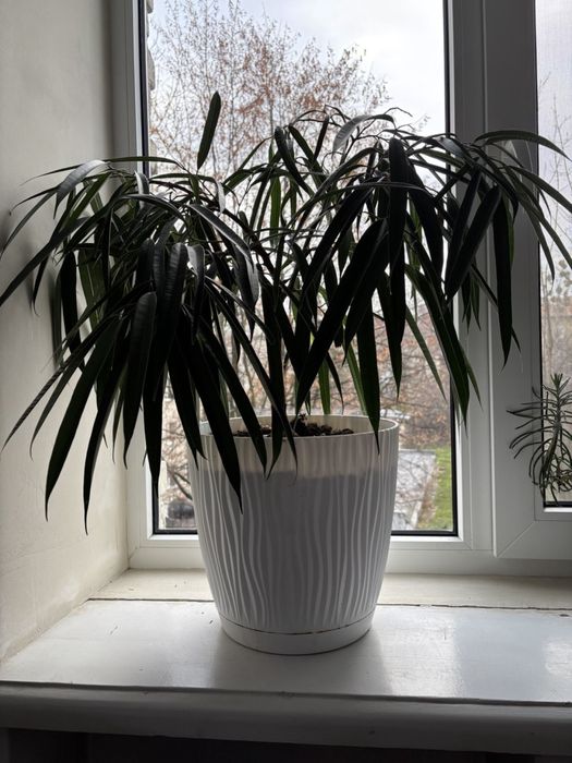 Фікус бінендейка, вазонок з горщиком 80 см