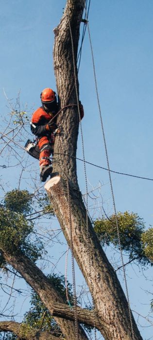 Удаление и обрезка сложных деревьев