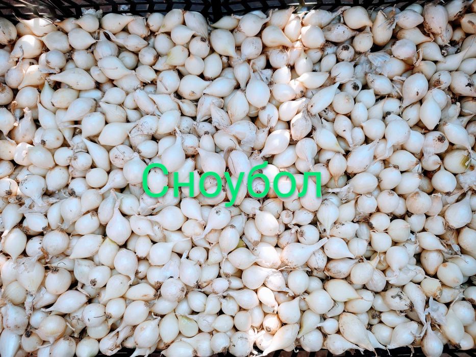 Озима цибуля саджанка, лук севок, сіянка, димка Радар, Штутгарт, Сноуб