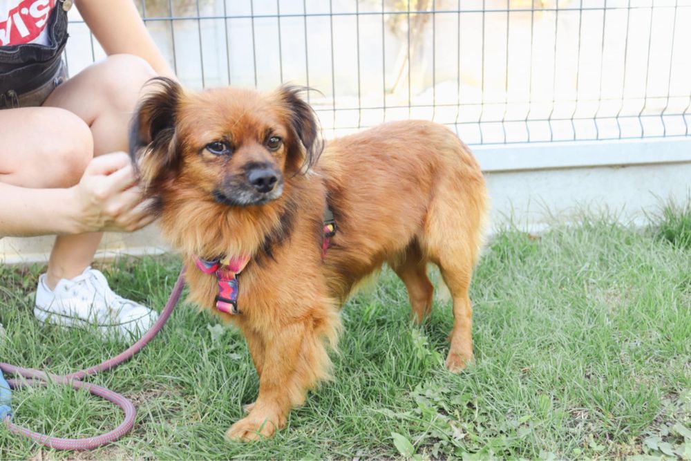 Dropsik rozglada sie za domem na zawsze