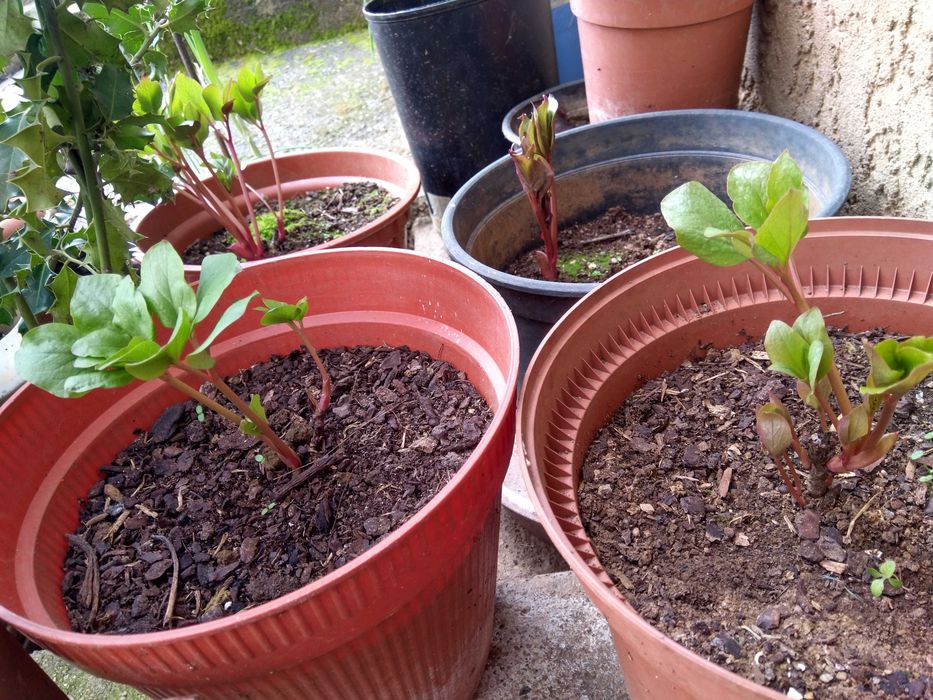 Rizoma de rosa-albardeira pronta a florir
