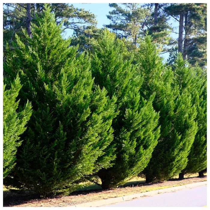 Купресоципаріс Лейланді 30-40см опт