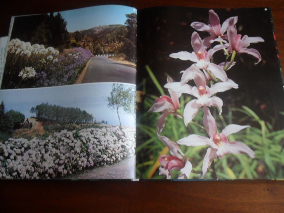 "Ilha da Madeira" Exaltação da Natureza de Guido de Monterey