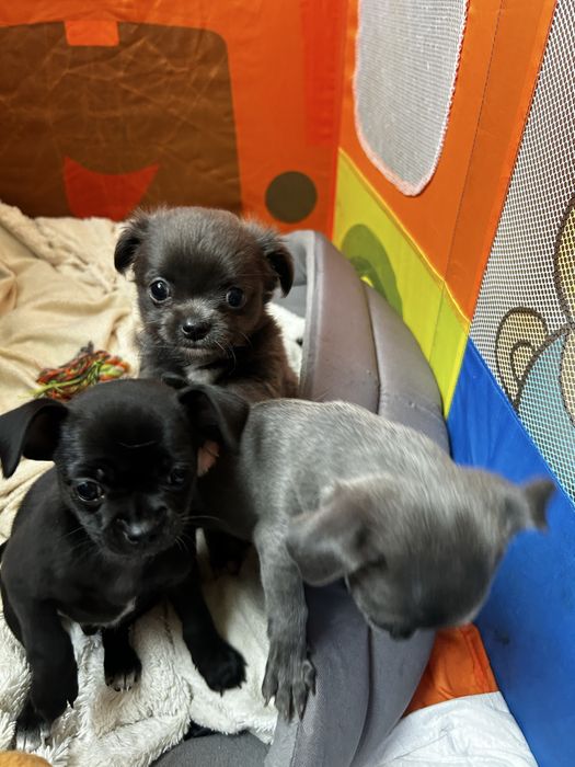 Продаж цуценят чихуахуа.