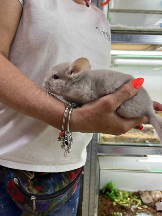 Szynszyla (Chinchilla)