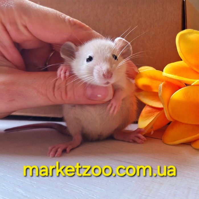 Мальчик Дамбо, окрас сиамский черноглазый крысы, крыса, крыска