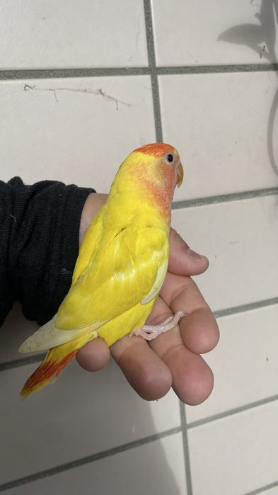 Agapornis domesticado
