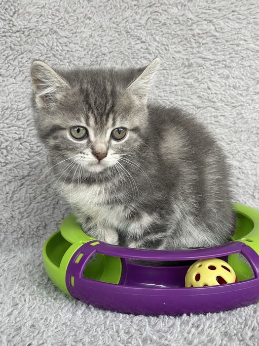 Шотландочки дівчатка