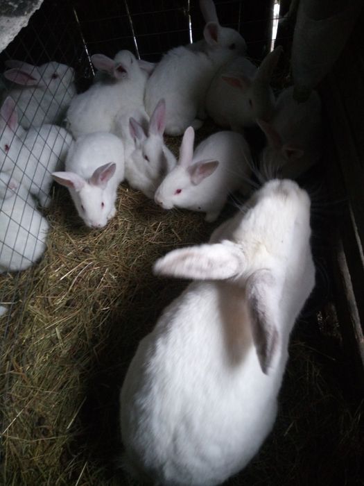 Кролі,кроленята, кролиці