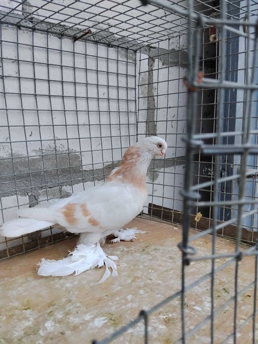 Gołębie blauwindry ozdobne