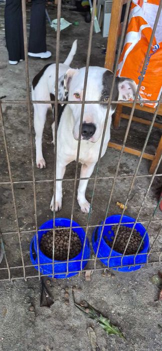 Pitbull Femea Para Adoçao