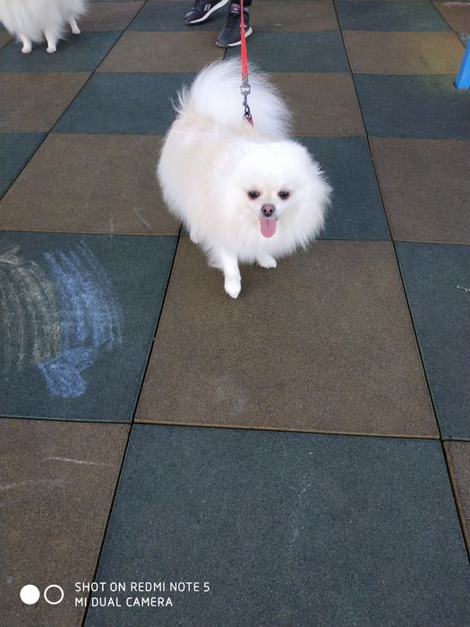 Дівчинка КСУ доросла