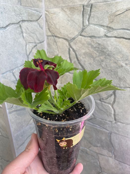 Бордово-чорна королівська пеларгонія