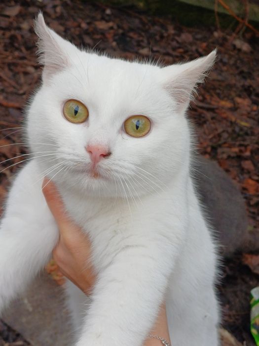 Кошенята і кішка в добрі руки