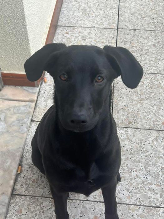 Dou Cadela Labradora com mistura pastor alemao belga